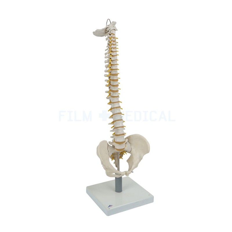 Standing Spine Model